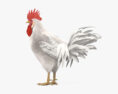 Rooster Leghorn 3d model