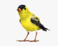 Goldfinch 3d model