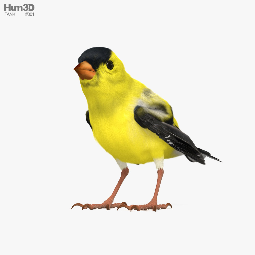 Goldfinch HD 3d model