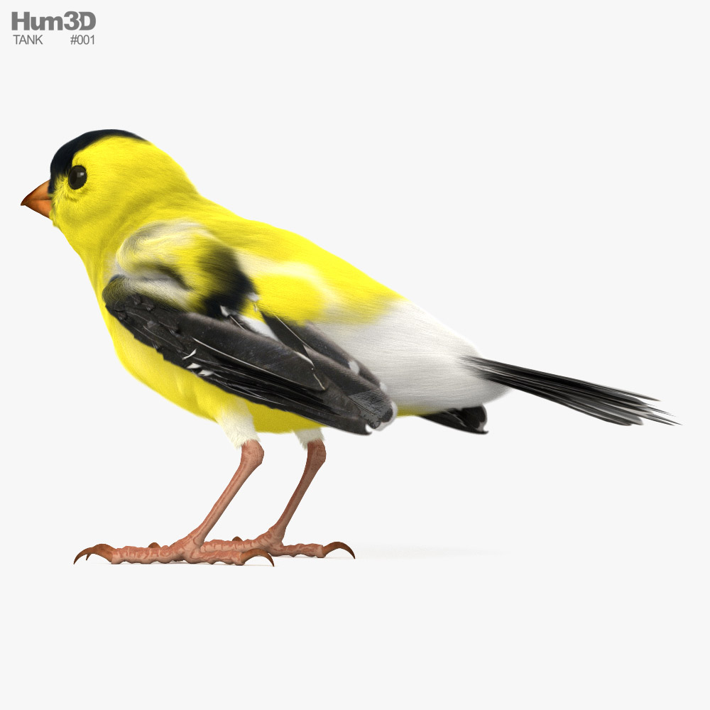 Goldfinch HD 3d model