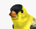 Goldfinch 3d model
