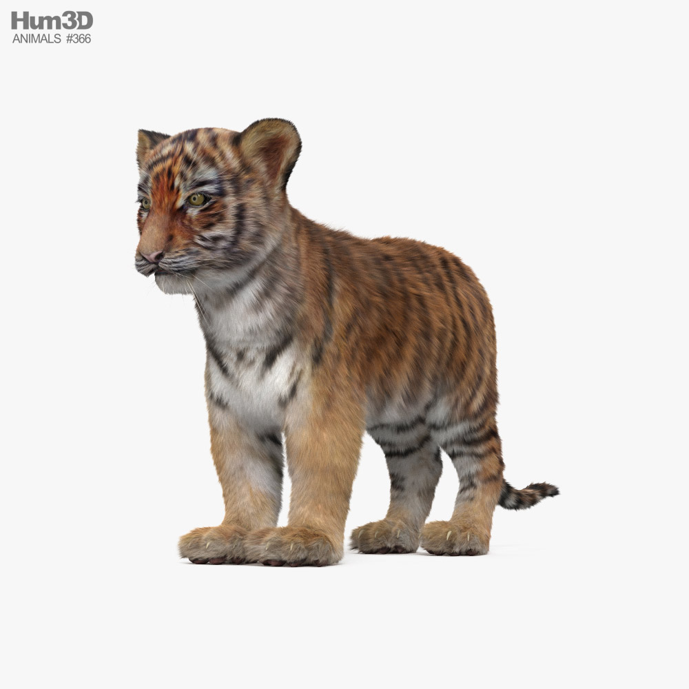 Filhote de tigre 3D model - Baixar Animais no