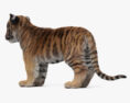Bébé tigre Modèle 3d