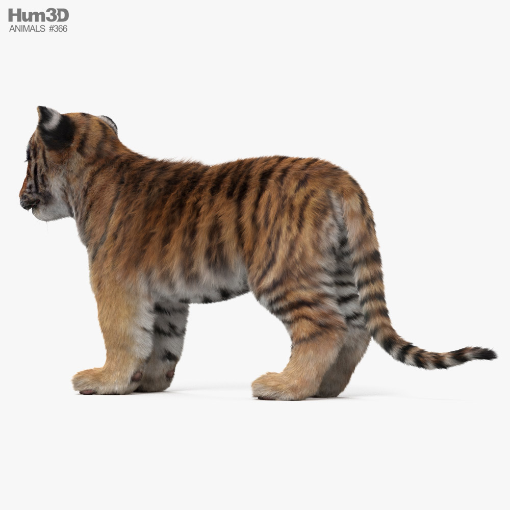 Filhote de tigre Modelo 3d