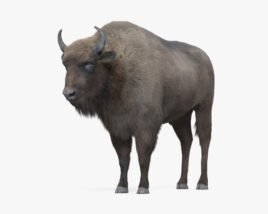 Wisent 3D-Modell