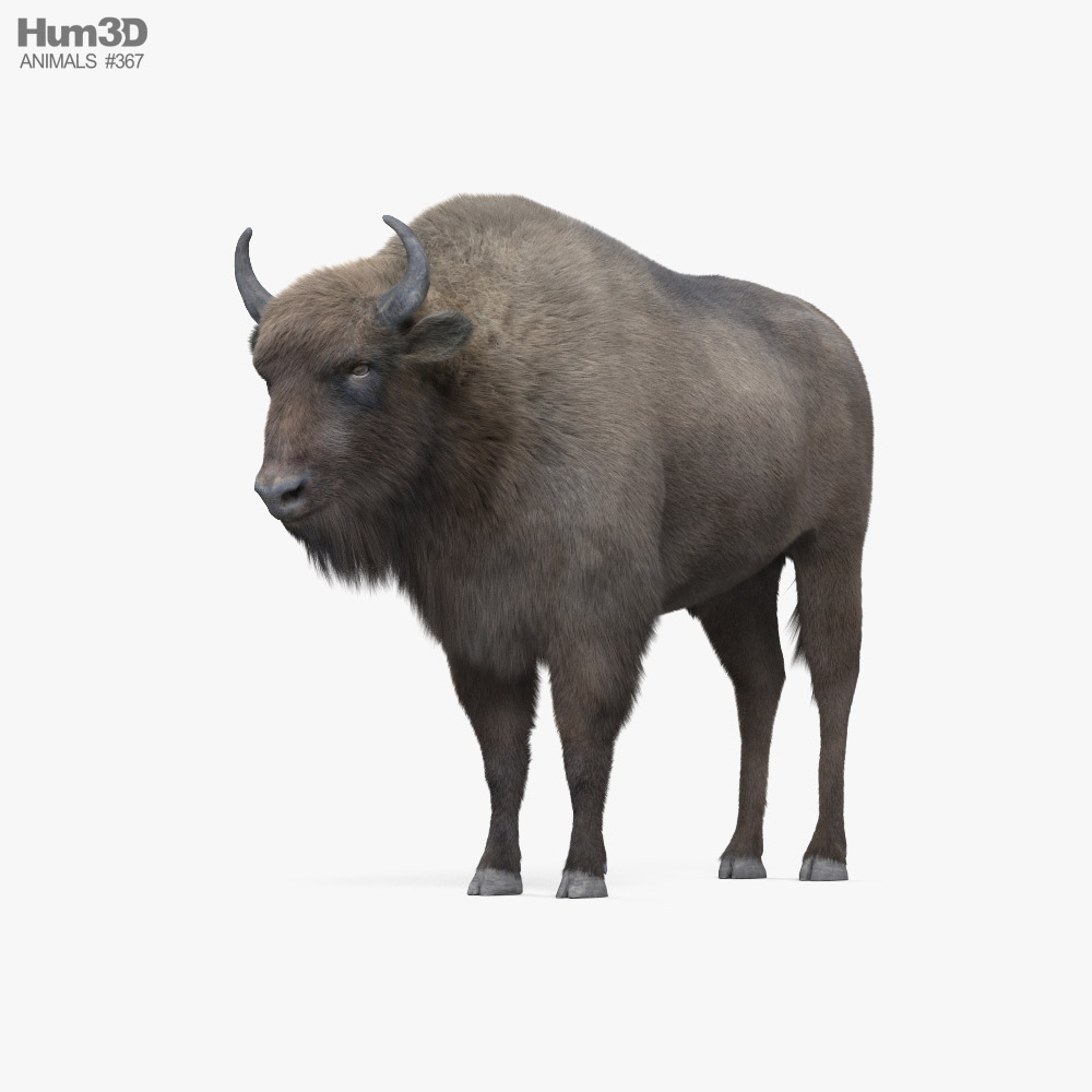 European Bison HD 3d model