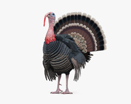 Turkey 3D model