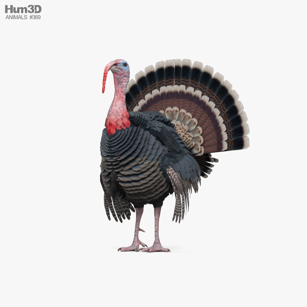 Turkey HD 3D model