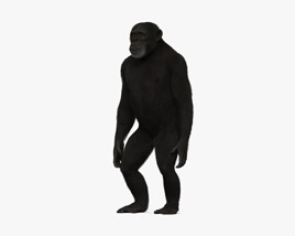 Шимпанзе 3D модель