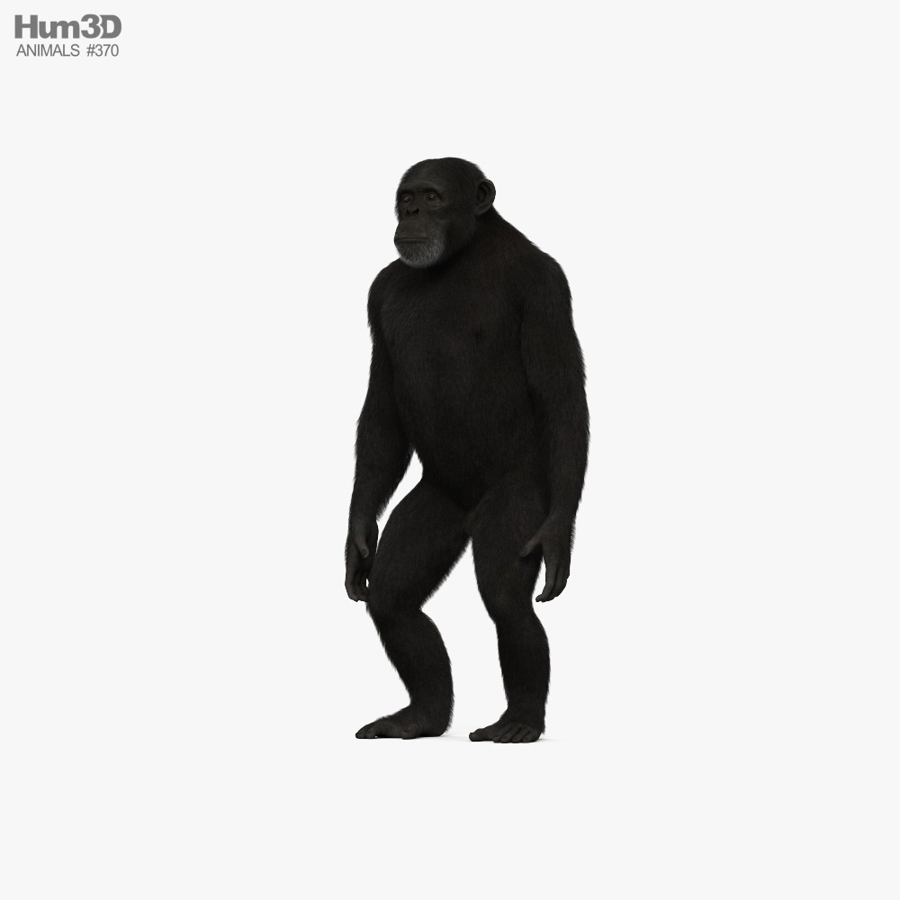 Common Chimpanzee HD 3D model