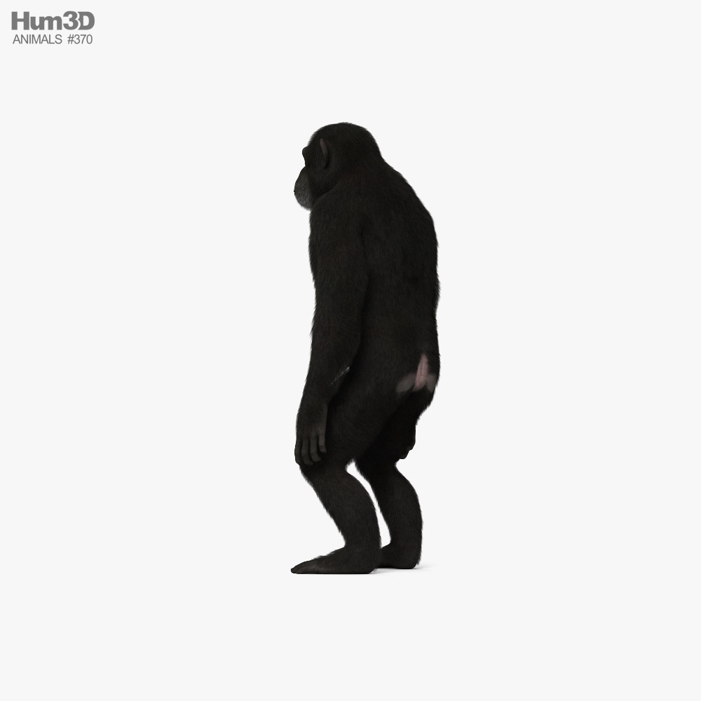 침팬지 3D 모델 