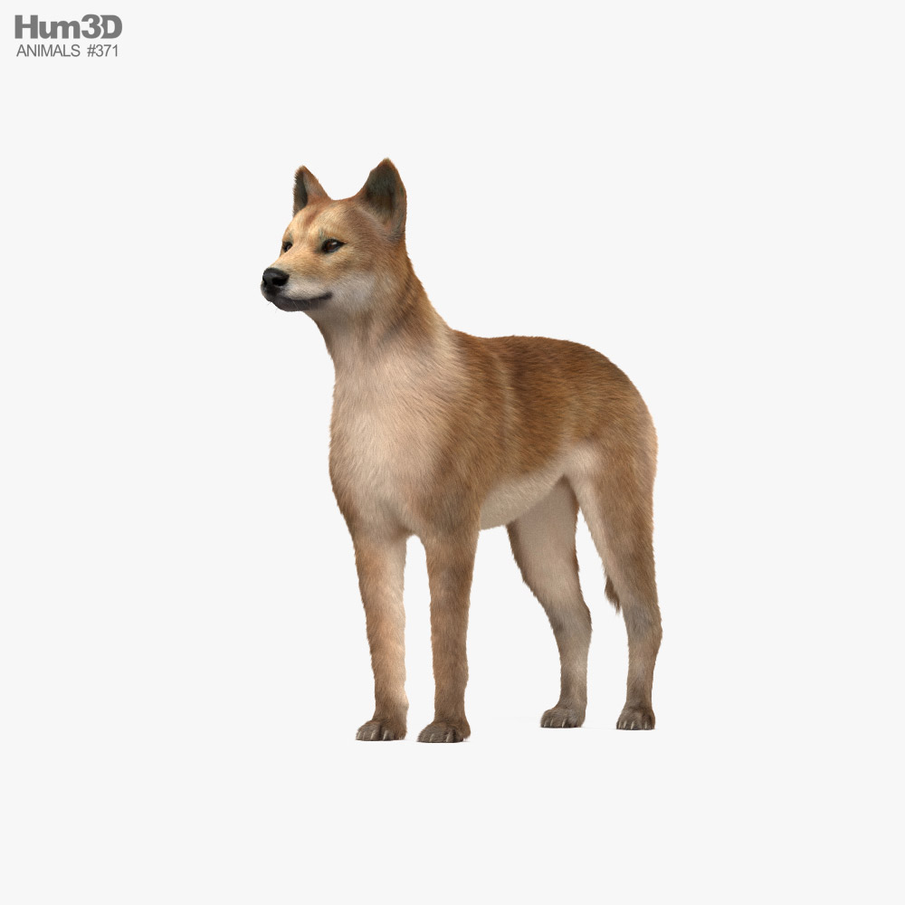 Dingo 3D model