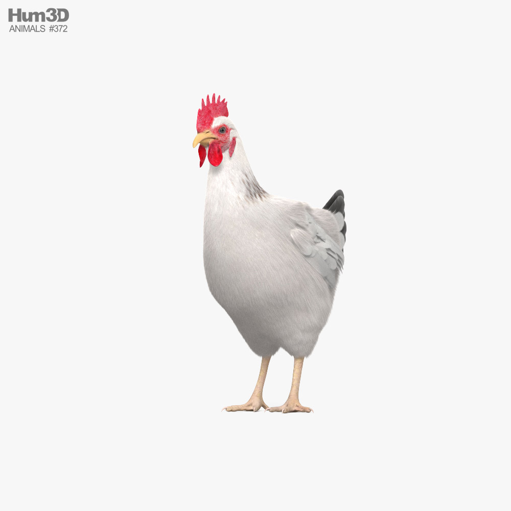 Chicken (Hen) HD 3D model