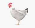 Chicken (Hen) 3d model