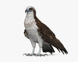 Águila pescadora Modelo 3D