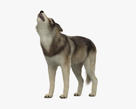 Howling Wolf 3D model