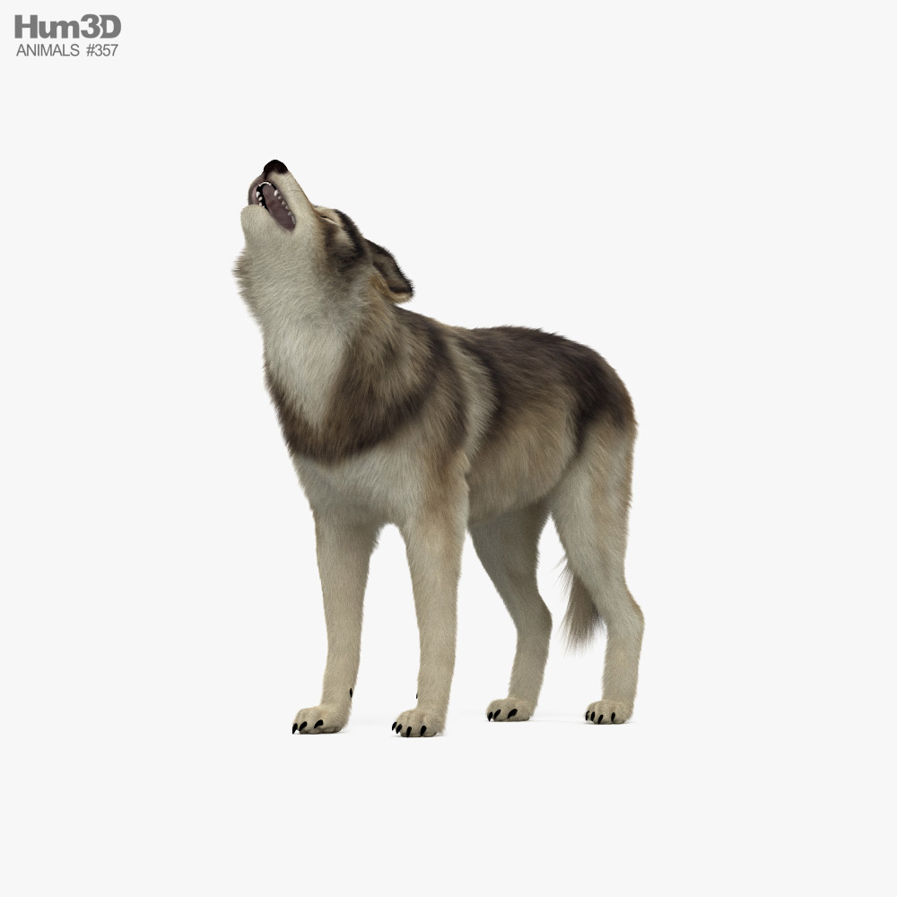 Loup hurlant Modèle 3D