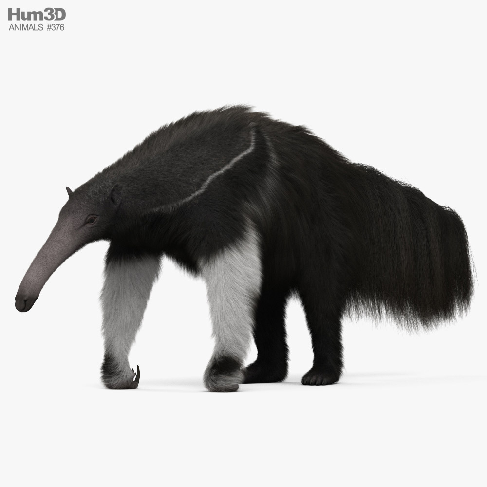 Giant Anteater HD 3D model