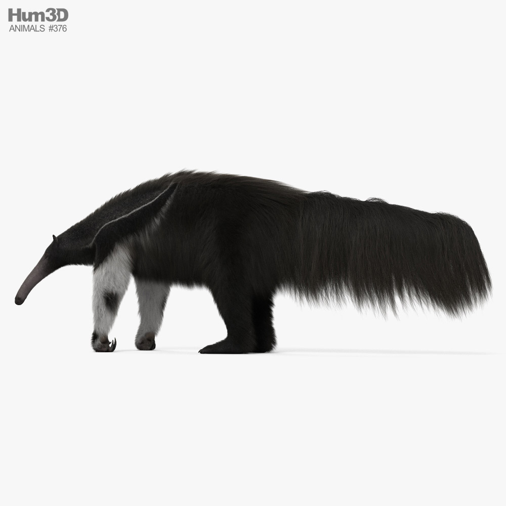 Giant Anteater HD 3d model