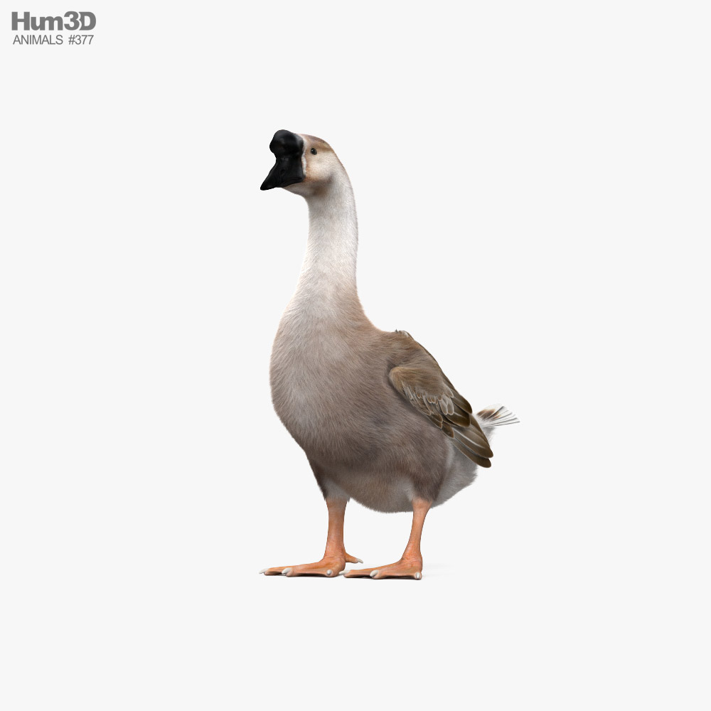 Chinese Goose HD 3D model
