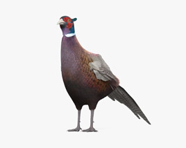 Common Pheasant 3D model