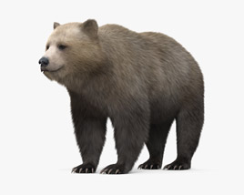 Brown Bear 3D model