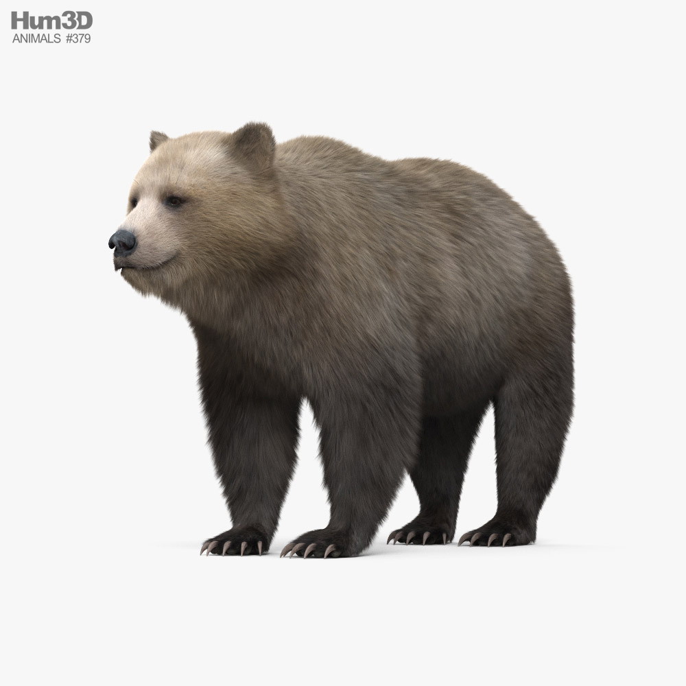 Brown Bear HD 3D model