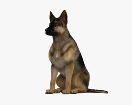 Sitting German Shepherd HD 3D model