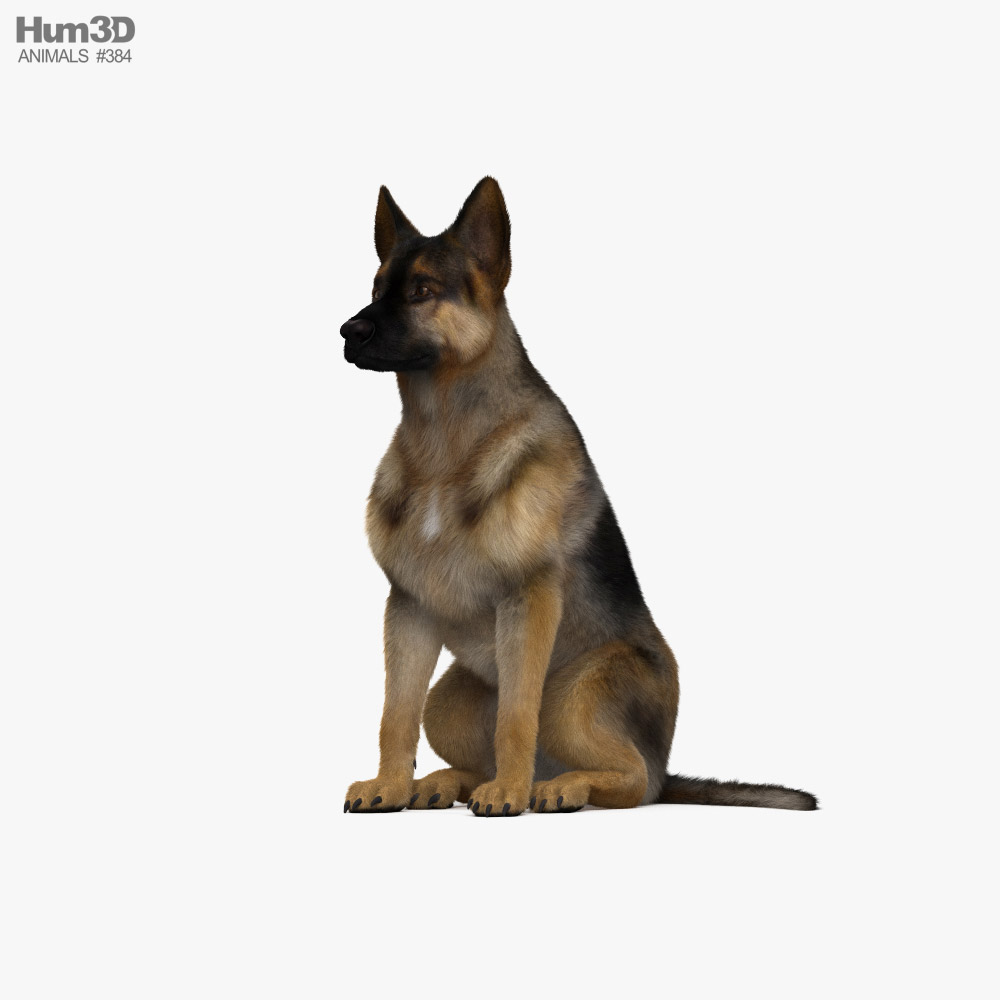 Sitting German Shepherd HD 3d model