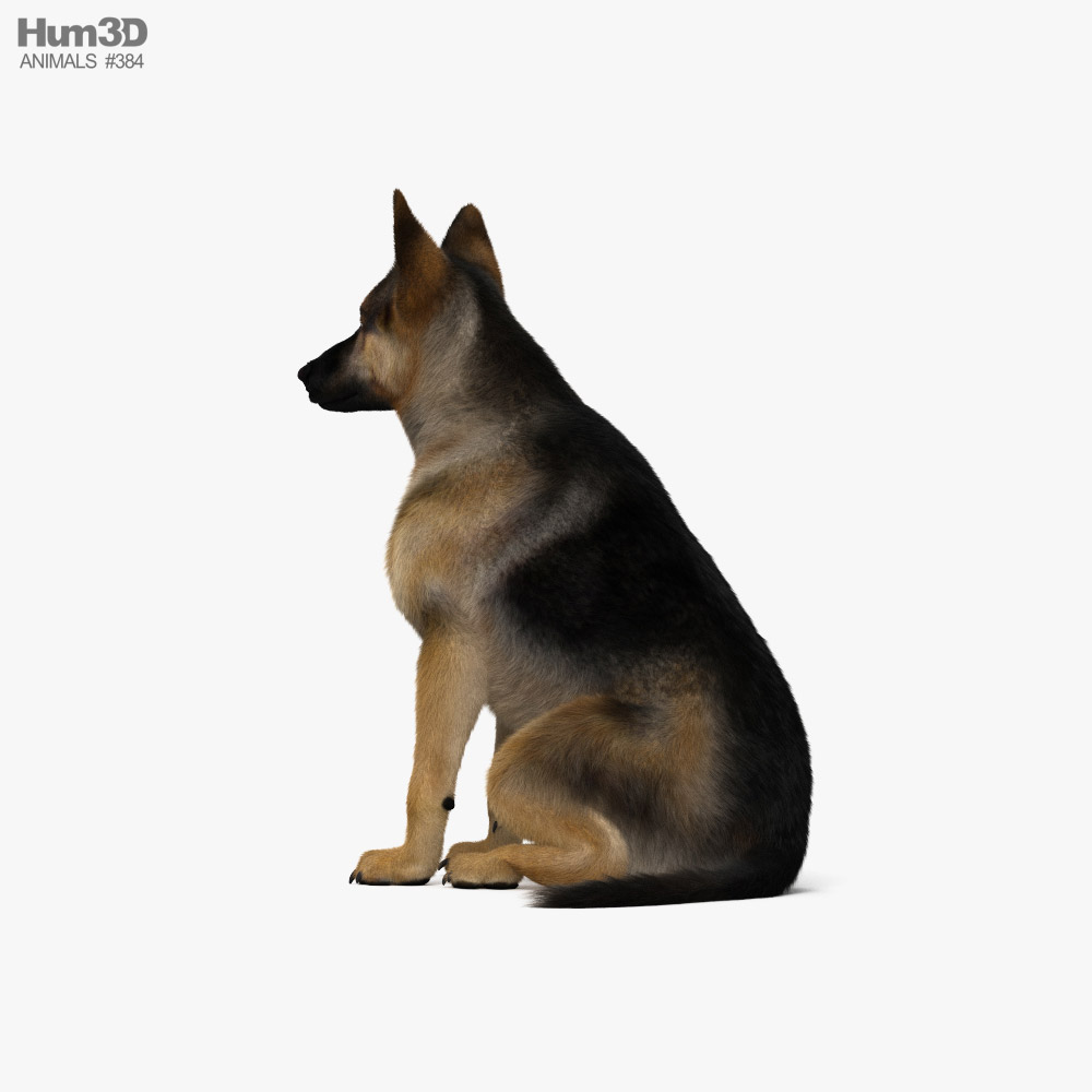 Sitting German Shepherd HD 3d model