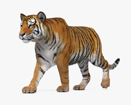 Walking Tiger Modelo 3d