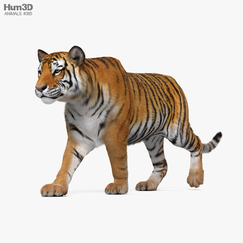 Walking Tiger HD 3D model