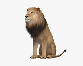 Lion assis Modèle 3D