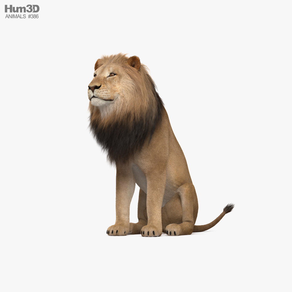 Sitting Lion 3D model - Animals on Hum3D