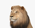 Sitting Lion 3d model