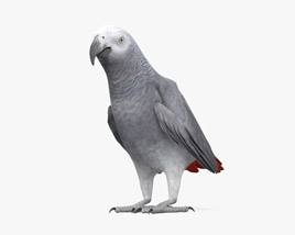非洲灰鹦鹉 3D模型