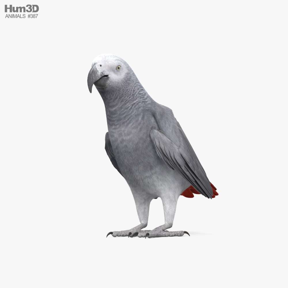African Grey Parrot HD 3D model