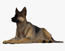 Lying German Shepherd HD 3D-Modell