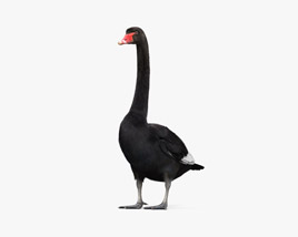 Black Swan 3D model