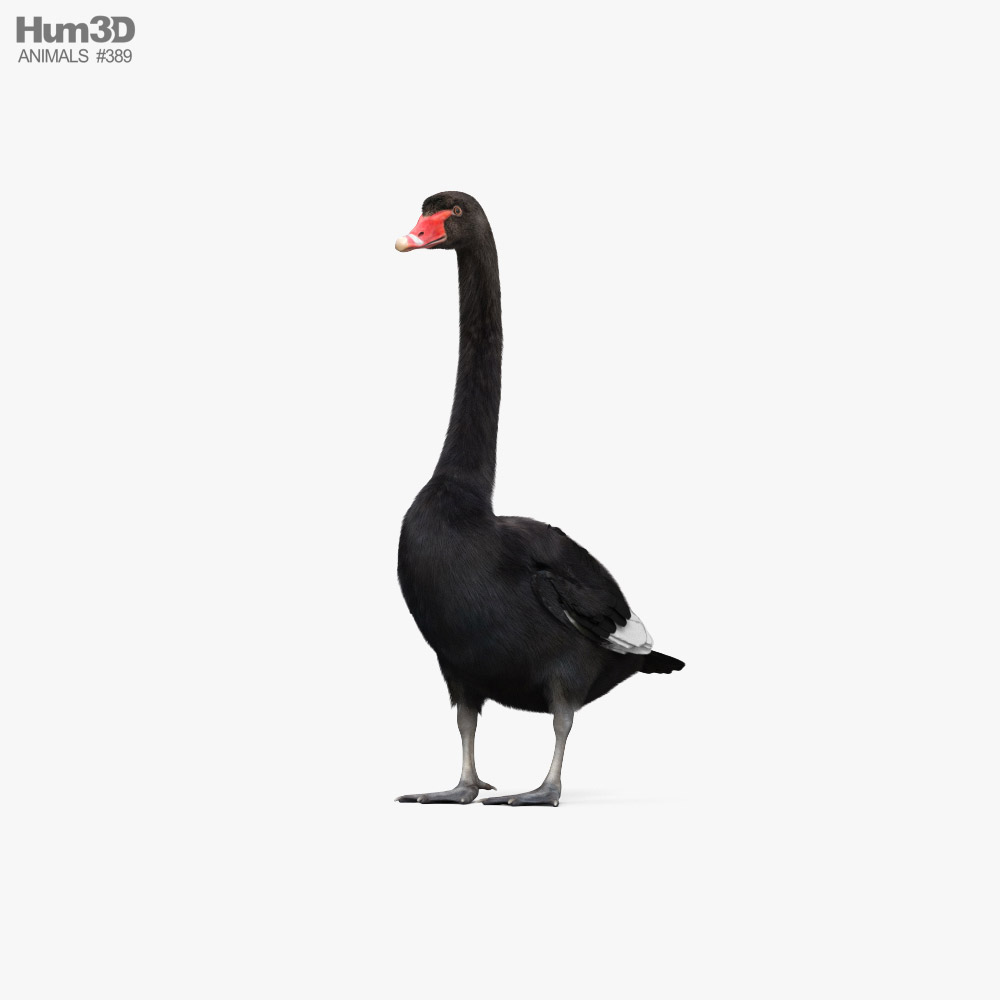 Black Swan HD 3D model