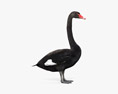 Black Swan HD 3d model