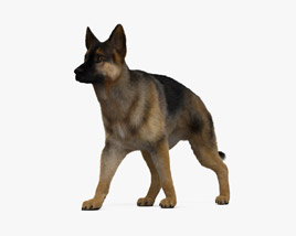 Walking German Shepherd HD 3D模型