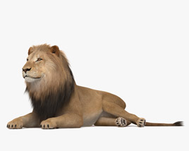 Lion couché Modèle 3D