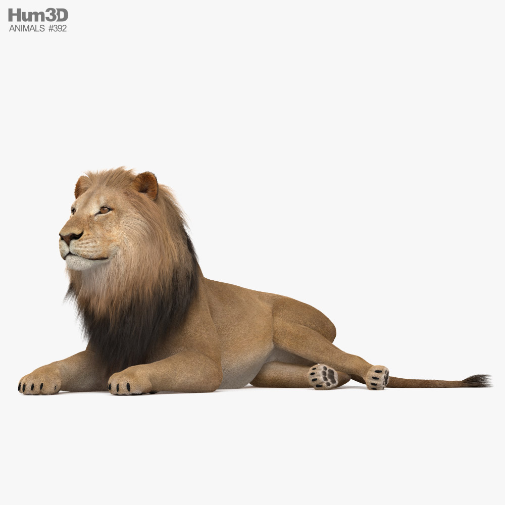 Lion couché Modèle 3D