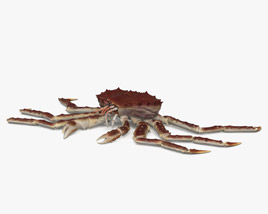 Red King Crab HD 3D model