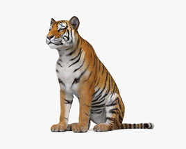 Sitting Tiger HD Modello 3D