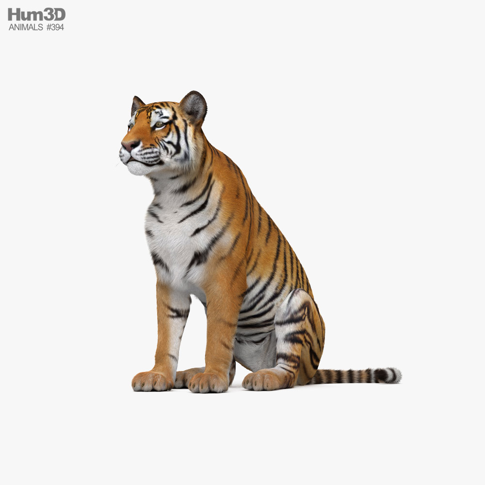 Sitting Tiger HD 3D model