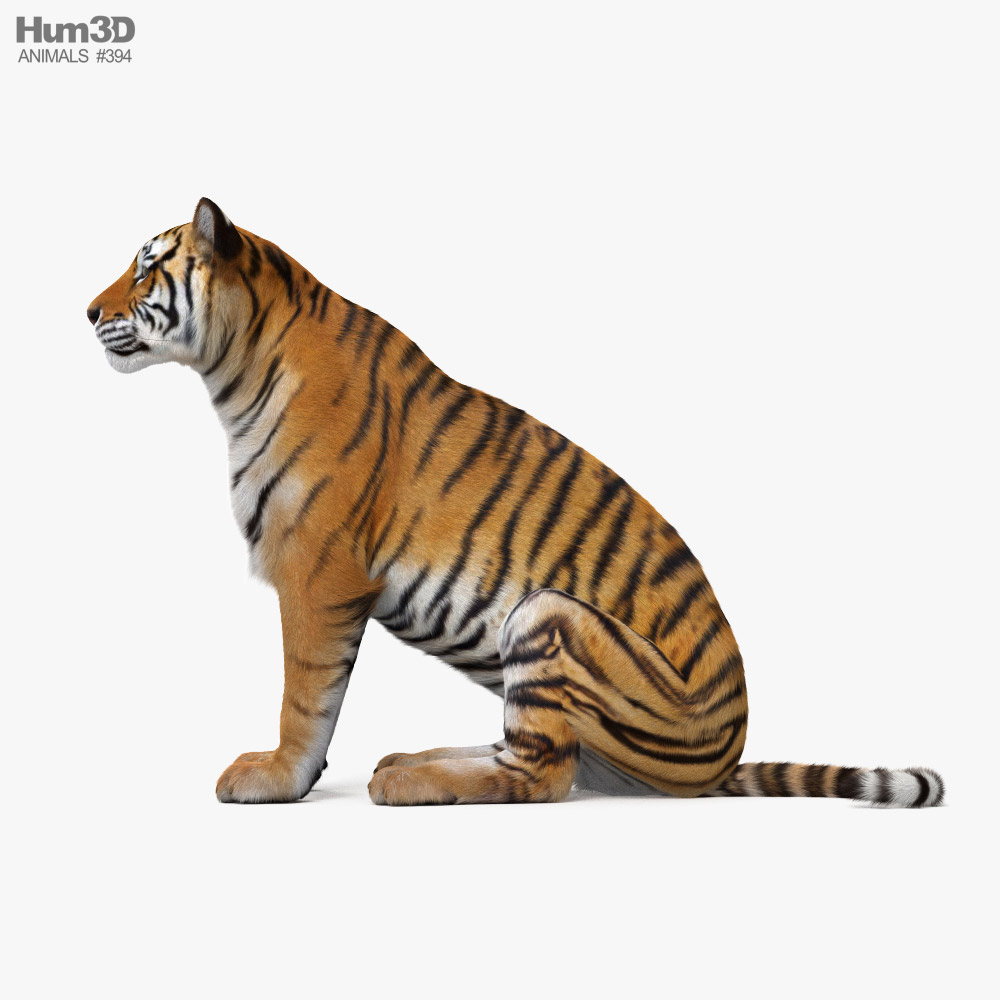 Sitting Tiger 3D model - Animals on Hum3D