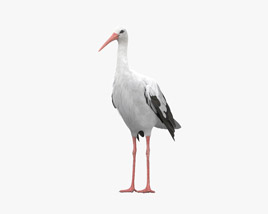 White Stork HD 3D model