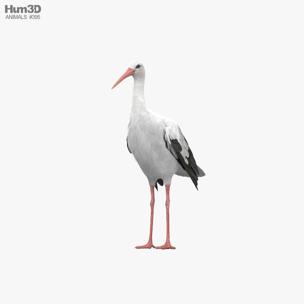White Stork HD 3D model